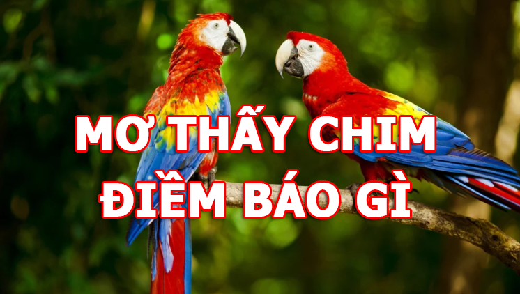 Mơ thấy chim